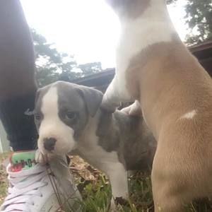 Meet your Posher, Cameron